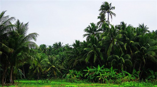 鱼头大大鱼头泡饭